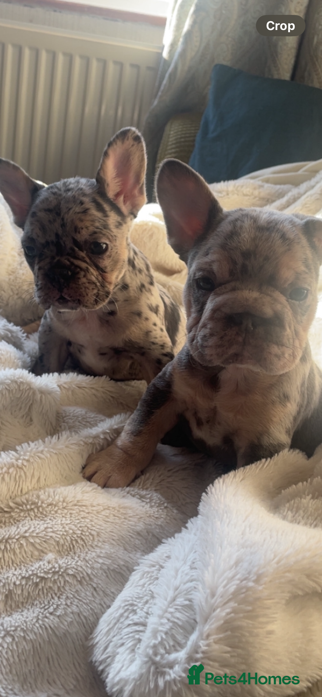 French Bulldog dogs for sale: French bulldogs boys and girls  - Image 1