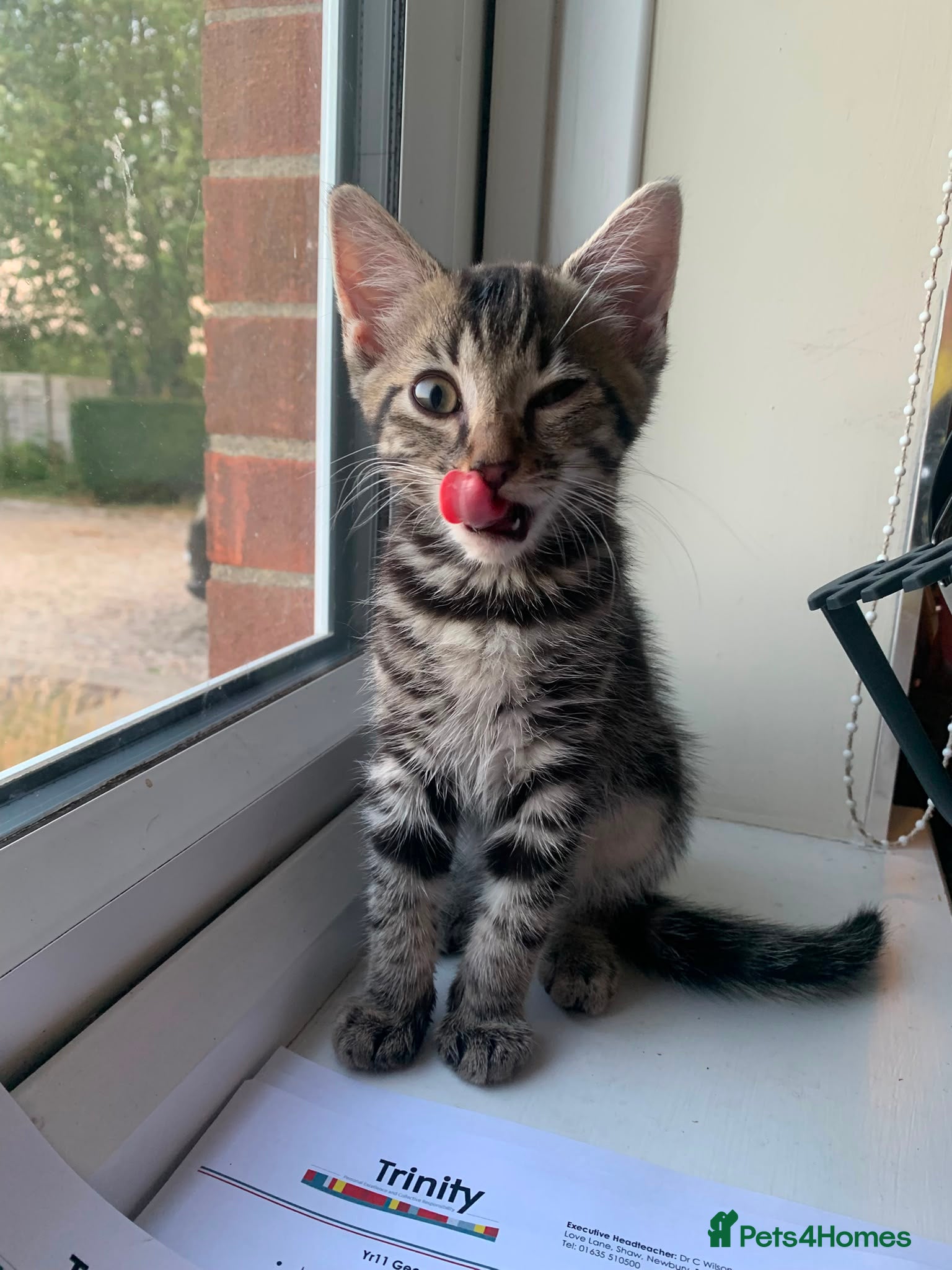 Mixed Breed cats Kittens for sale  - Advert 2