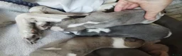Whippet dogs for sale: Stunning coloured whippet puppies  - Advert 5