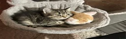 Mixed Breed cats for sale: Kittens  in Loughborough - Advert 5