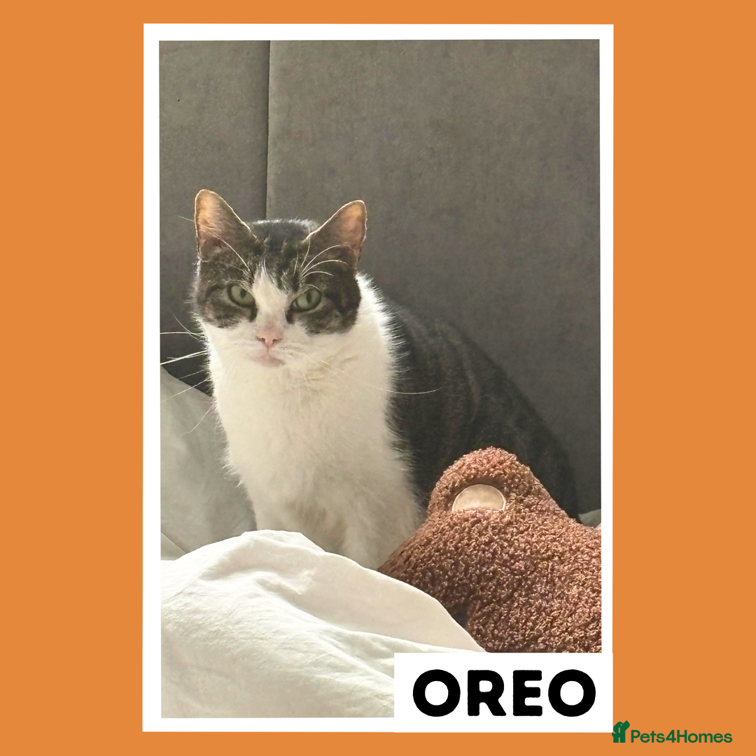 Mixed Breed cats for adoption: The Gentle, Loyal Companion - Image 2