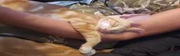 Mixed Breed cats for sale: Beautiful Oriental-Cross Kittens – 3 Boys & 1 Girl - Advert 15