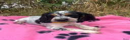 Cocker Spaniel dogs for sale: Show type cocker spaniel puppies  - Advert 5