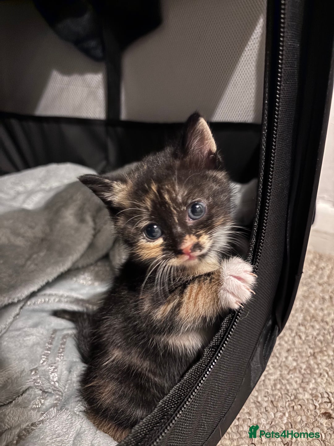 Mixed Breed cats for sale: 4 beautiful kittens - Image 4