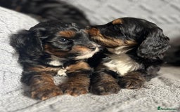 Mixed Breed dogs for sale: Poodle x Biewer terrier boys  - Image 1