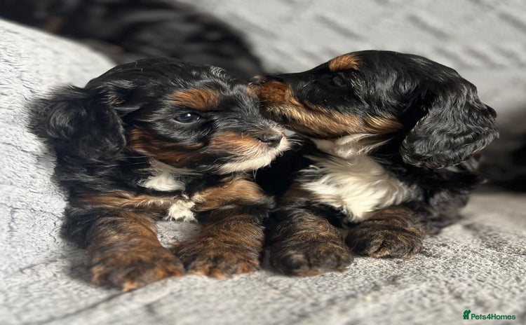 Mixed Breed dogs - Advert 1