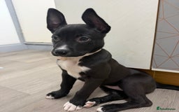 Mixed Breed dogs for sale: Dutch herder X Blue american bulldog puppies - Image 2