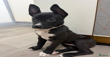 Mixed Breed dogs - Advert 2