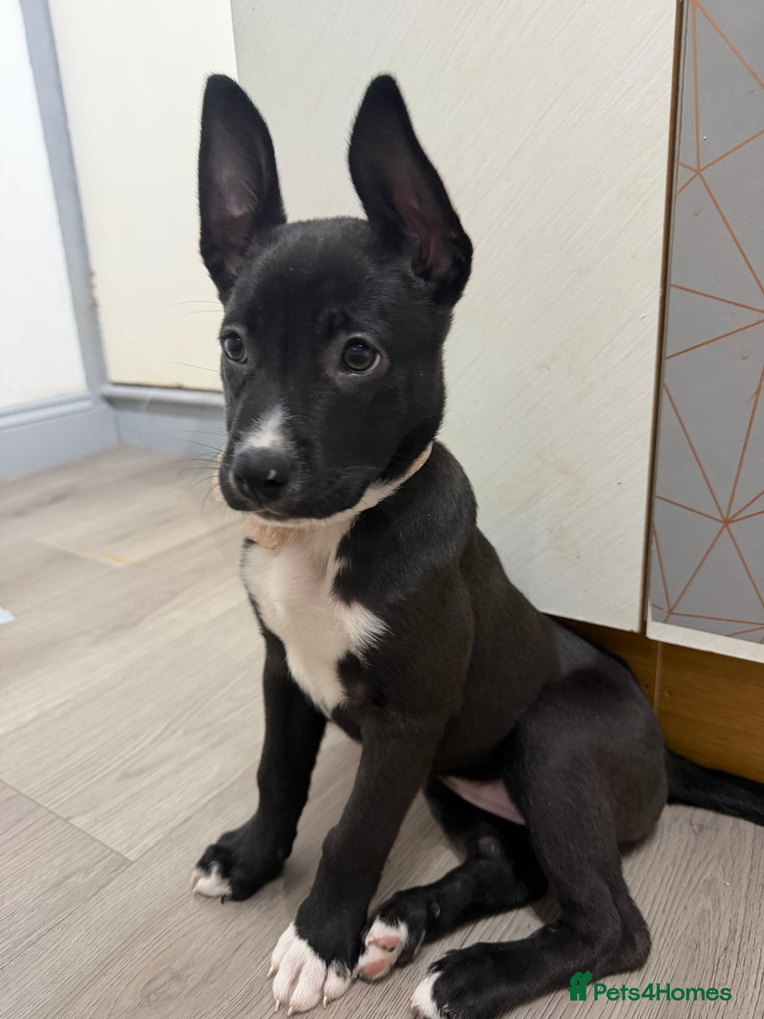Mixed Breed dogs for sale: Dutch herder X Blue american bulldog puppies - Image 2