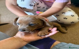 Mixed Breed dogs for sale: Adorable Baby Dachshund Puppies 💕🐾 in Cowdenbeath - Image 24