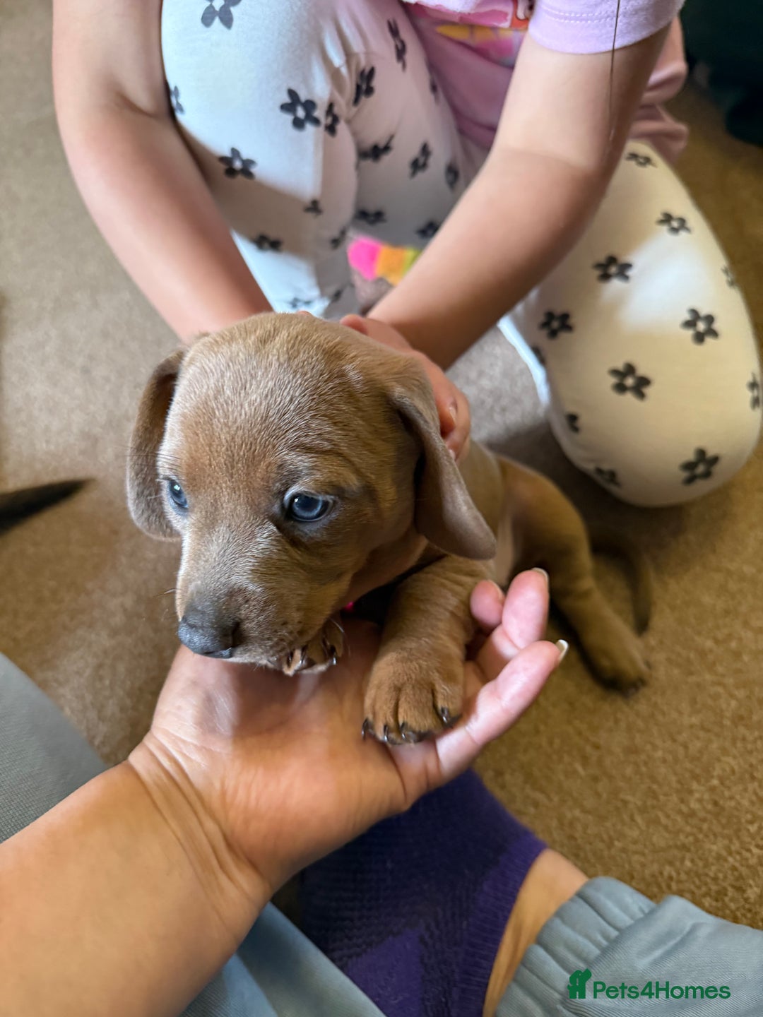 Mixed Breed dogs for sale: Adorable Baby Dachshund Puppies 💕🐾 in Cowdenbeath - Image 24