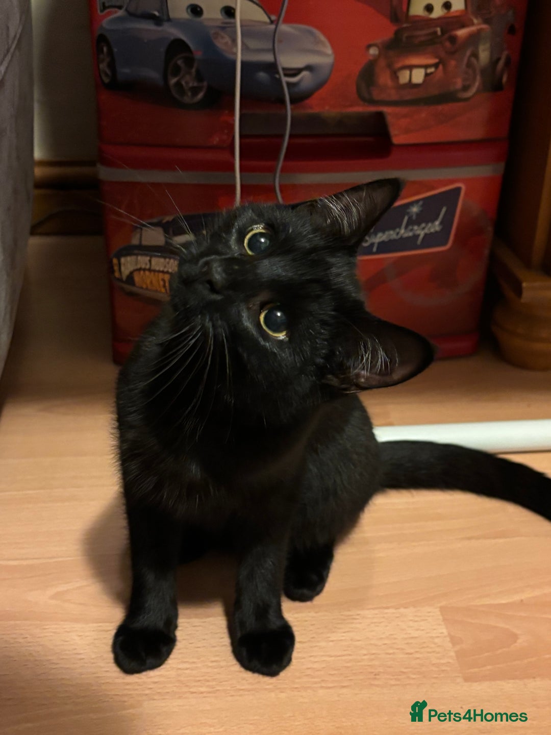 Domestic Shorthair cats for sale: 2 male Domestic Shorthair kittens  - Advert 8