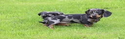 Dachshund dogs for sale: Miniature Dachshund puppies for sale - Advert 6
