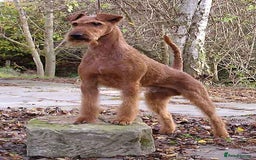 Irish Terrier dogs for sale: Beautiful Champion Lines KC Irish Terrier Puppies - Image 15