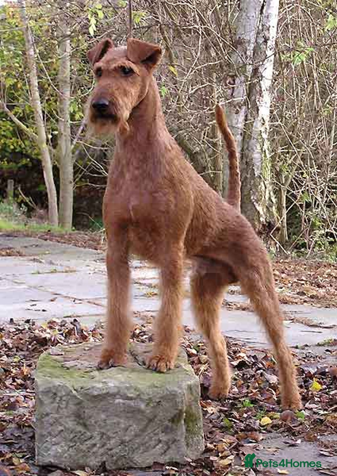 Irish Terrier dogs for sale: Beautiful Champion Lines KC Irish Terrier Puppies - Image 15