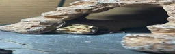 Leopard Gecko reptiles for sale: Leopard Gecko + Premium 3ft Vivarium Setup - Advert 3