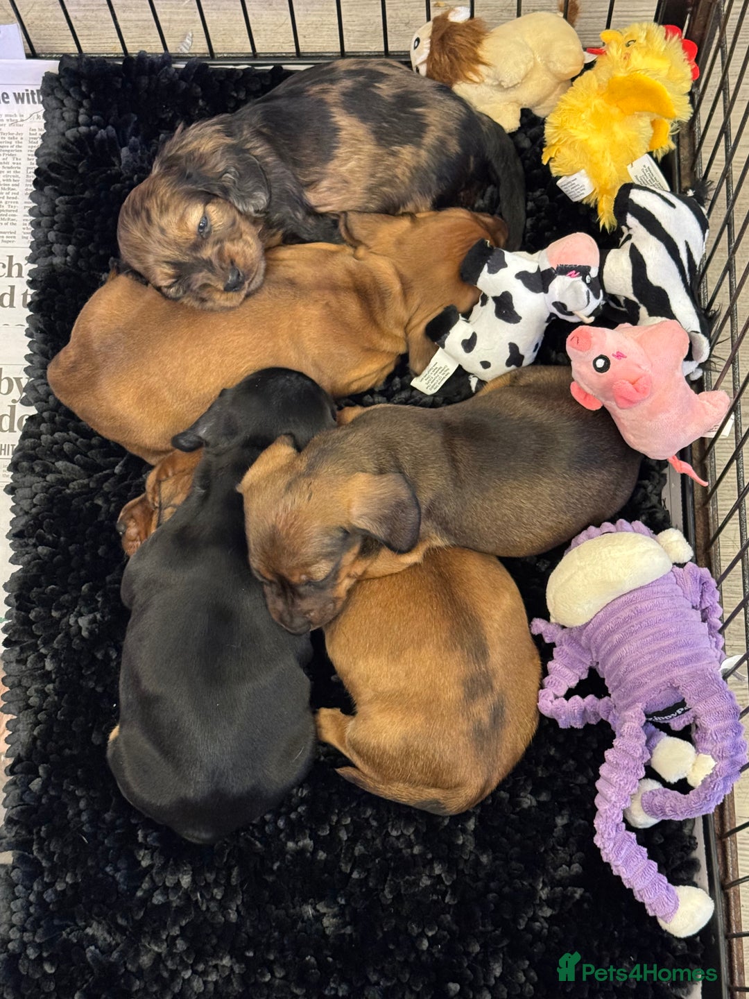 Mixed Breed dogs for sale: Docker - miniature daschund X American cocker  - Image 1