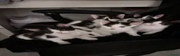 Domestic Shorthair cats for sale: Kittens for sale in Chichester - Advert 4