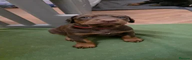 Dobermann female, brown/tan, beth, red collar