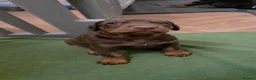Dobermann dogs for sale: Pedigree Chunky Doberman Puppies - Advert 23