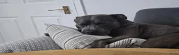 Mixed Breed dogs for stud: Staffordshire bull terrier x American Staff in London - Advert 4
