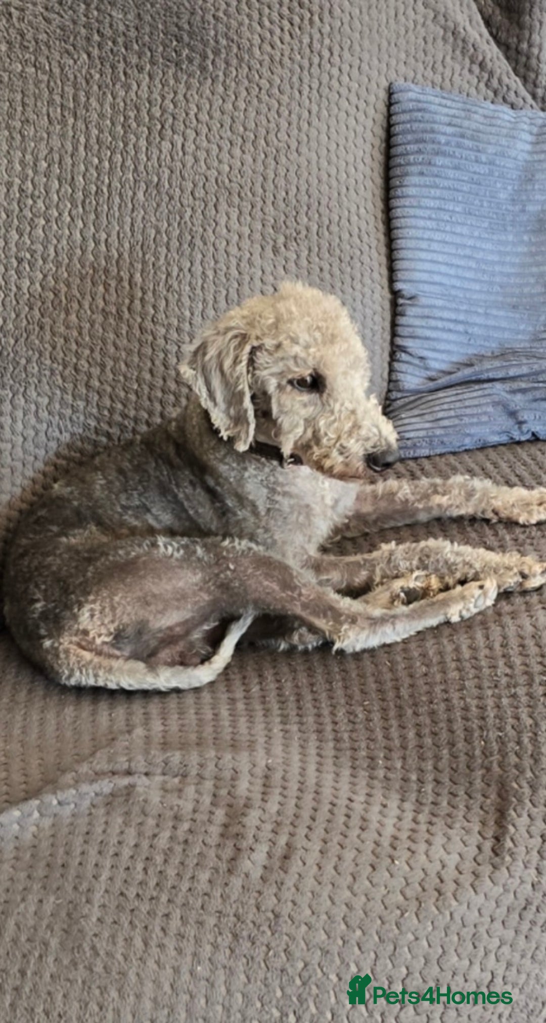 Bedlington Terrier dogs for sale: Bedlington Terrier x Italian Greyhound Puppies - Image 17