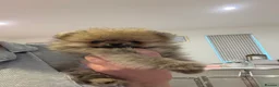 Pomeranian dogs for sale: Micro size teddy  face  - Advert 17