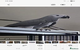 Parrots birds for sale: African grey baby 17 weeks old - Image 1