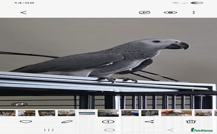 Parrots birds - Advert 8