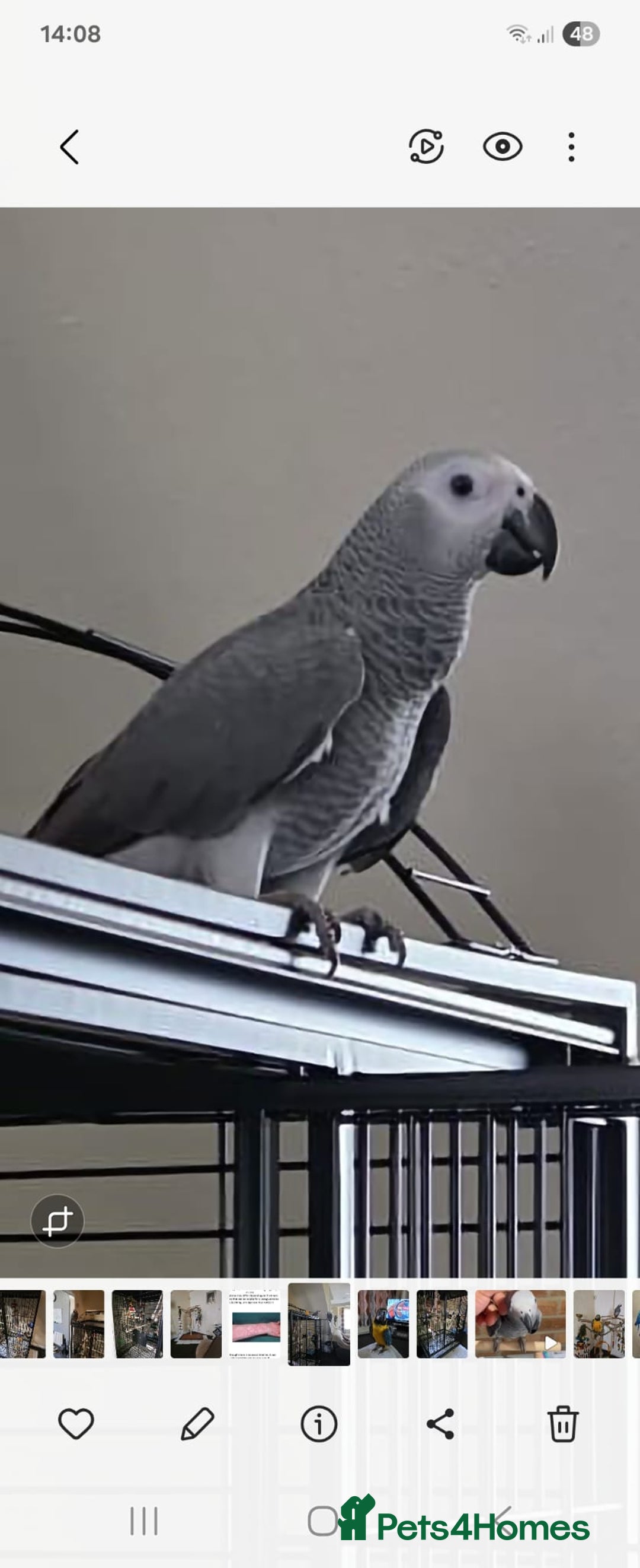 Parrots birds for sale: African grey baby 17 weeks old - Image 1