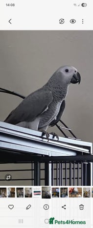 Parrots birds - Advert 6