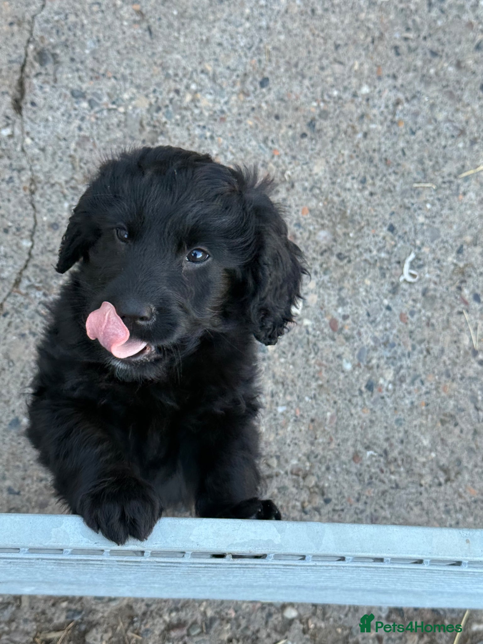 Labradoodle dogs REDUCED READY NOW F1 Miniature Labradoodles.  - Advert 3