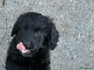 Labradoodle dogs REDUCED READY NOW F1 Miniature Labradoodles. - Advert 3