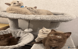 British Shorthair cats for sale: British shorthair kitten - Image 2