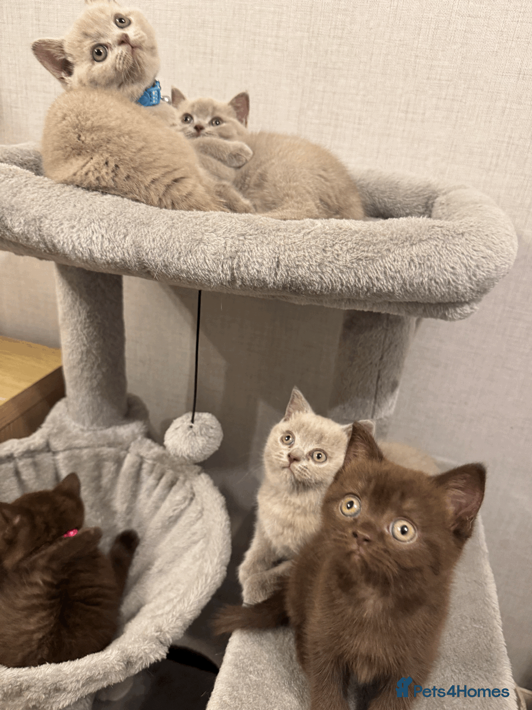 British Shorthair cats for sale: British shorthair kitten - Image 2