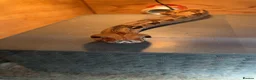 Boa Snake reptiles for sale: Boas male and female  in Chesterfield - Advert 1
