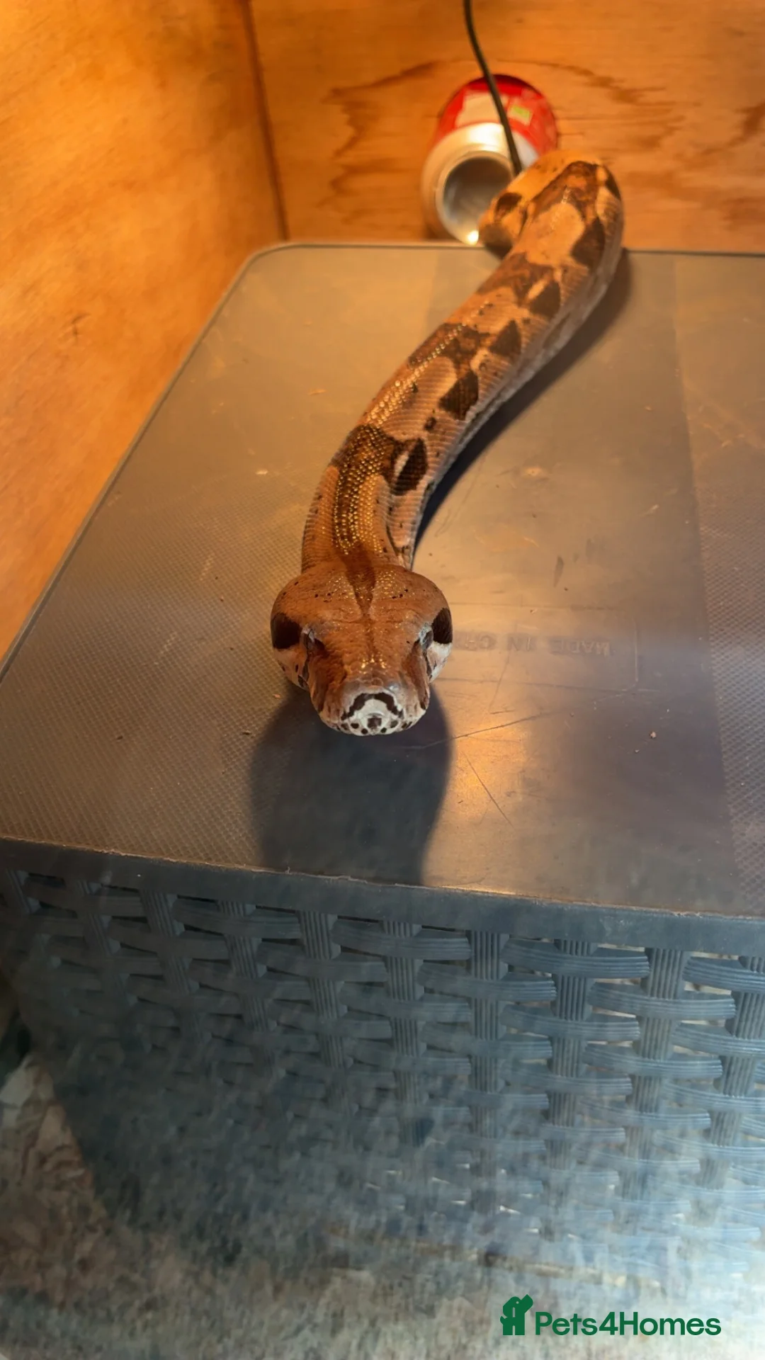 Boa Snake reptiles for sale: Boas male and female  in Chesterfield - Advert 1
