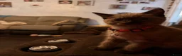 Siamese cats for sale: Siamese x British short hair - Advert 4
