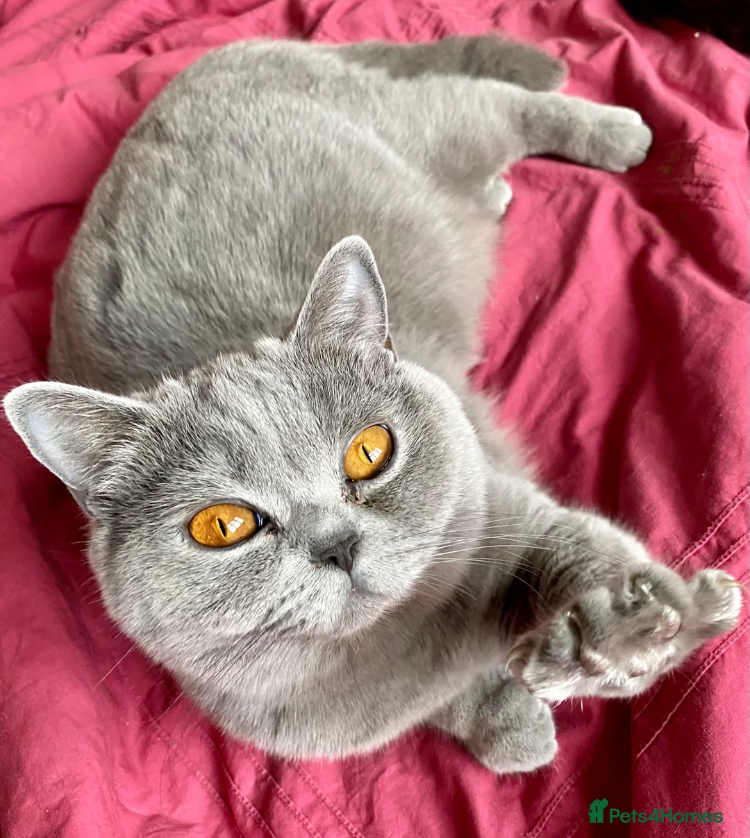British Shorthair cats for sale: BSH chocolate boys TICA registration  - Advert 1