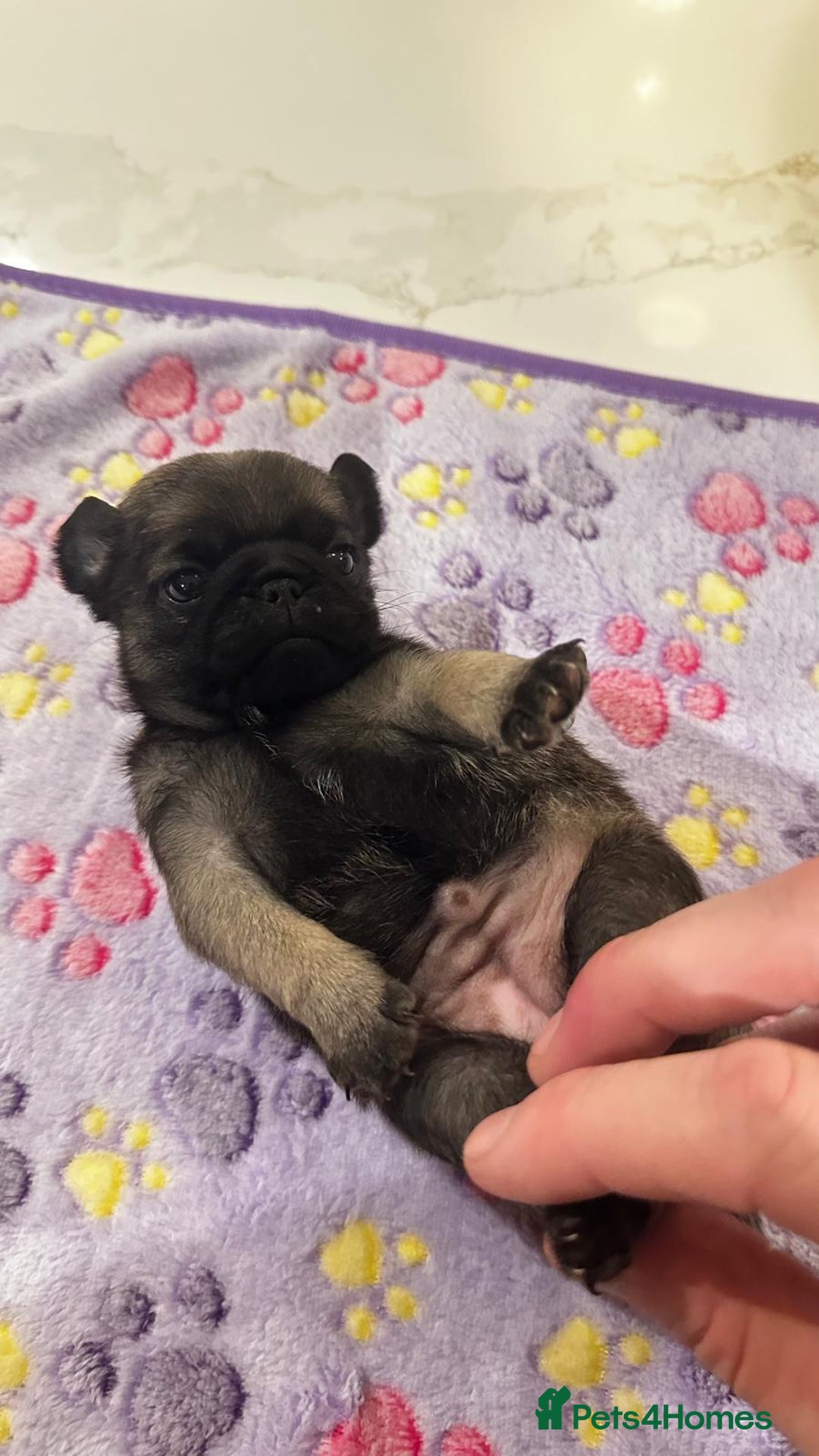 Mixed Breed dogs for sale: Pug/Japanese chin puppies - Advert 12