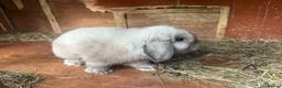 Mini Lop rabbits for sale: Beautiful baby mini lops  in Waltham Cross - Advert 15