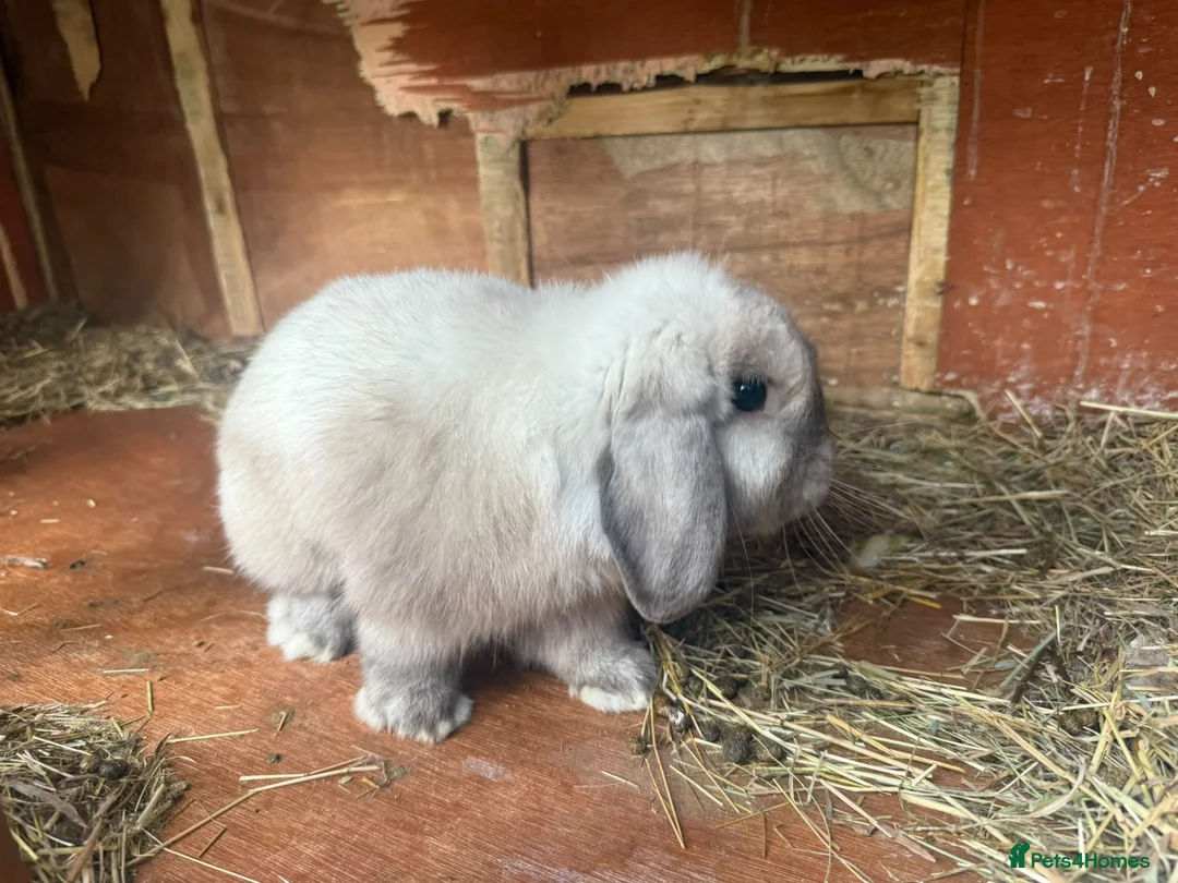 Mini Lop rabbits for sale: Beautiful baby mini lops  in Waltham Cross - Advert 15