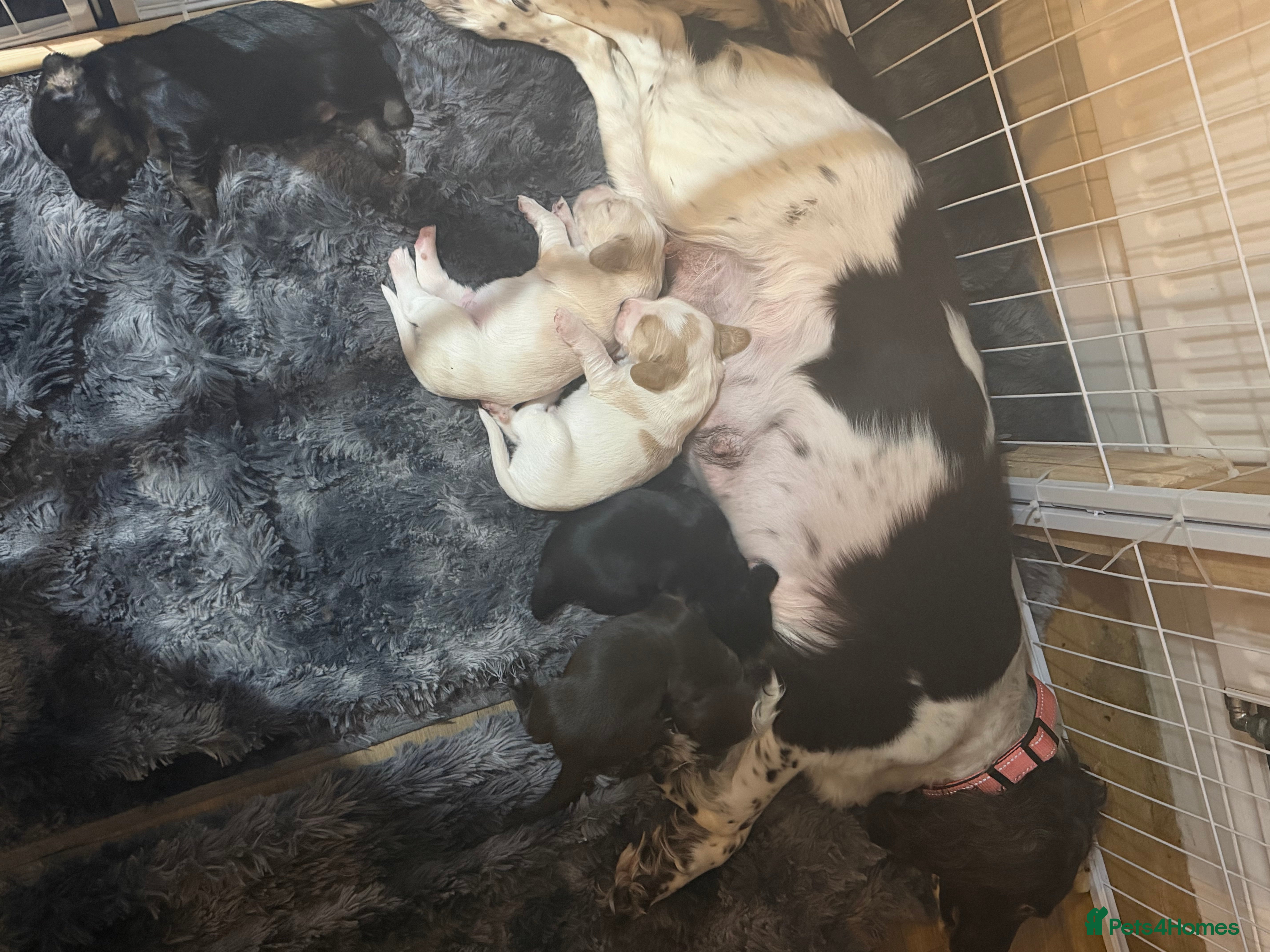 Sprocker dogs **** Adorable Sprocker Puppies  - Advert 1