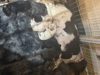 Sprocker dogs **** Adorable Sprocker Puppies - Advert 8