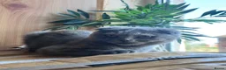 Scottish Fold cats for sale: Scottish fold kittens  - Advert 10