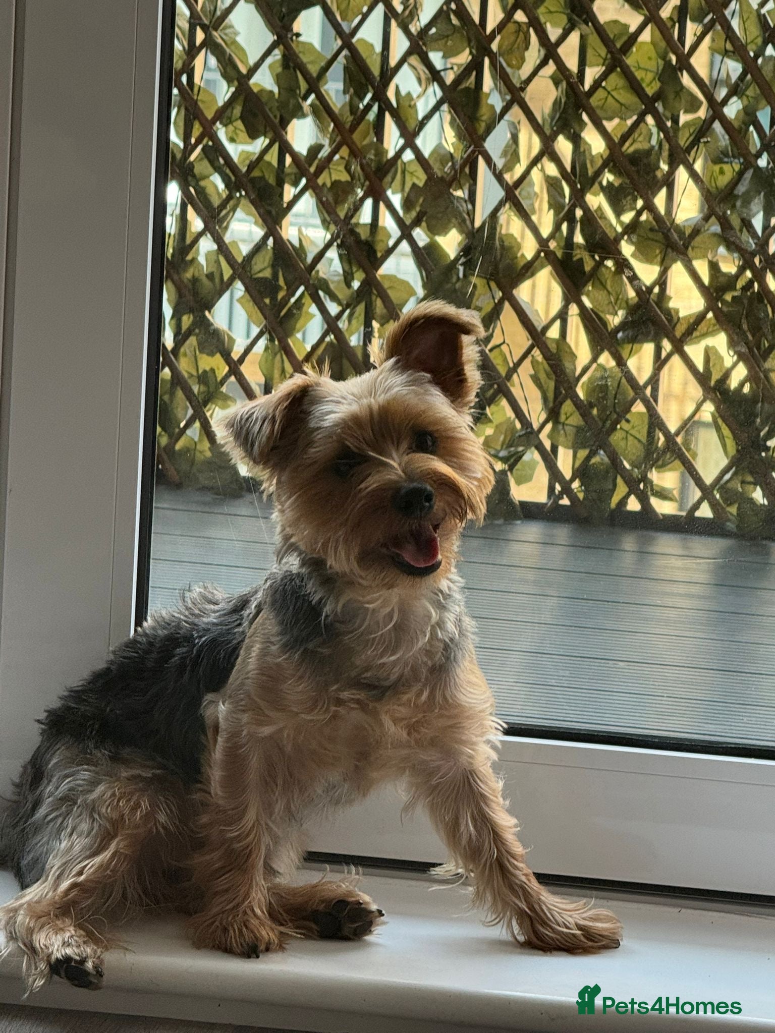 Yorkshire Terrier dogs beautiful Yorkshire terrier  - Advert 13