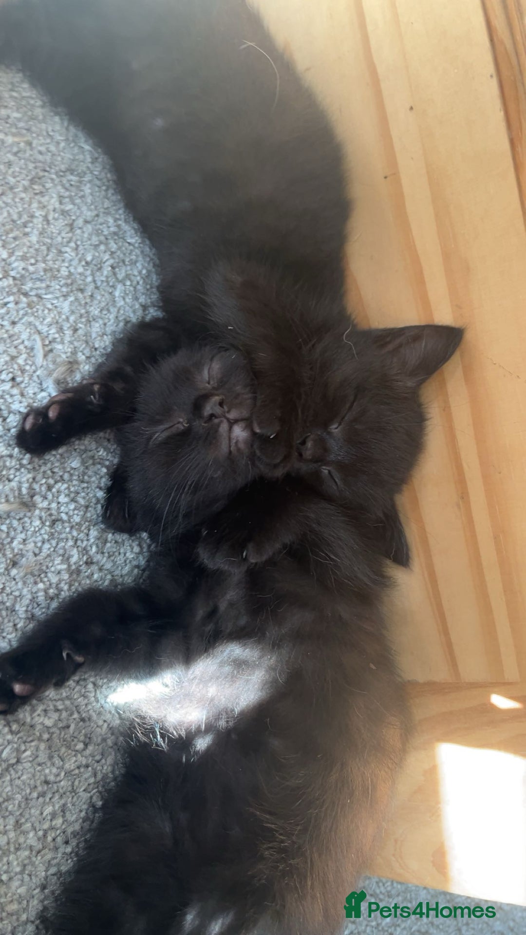 Mixed Breed cats for sale: 6 mixed breed / british shorthair kittens - Image 8