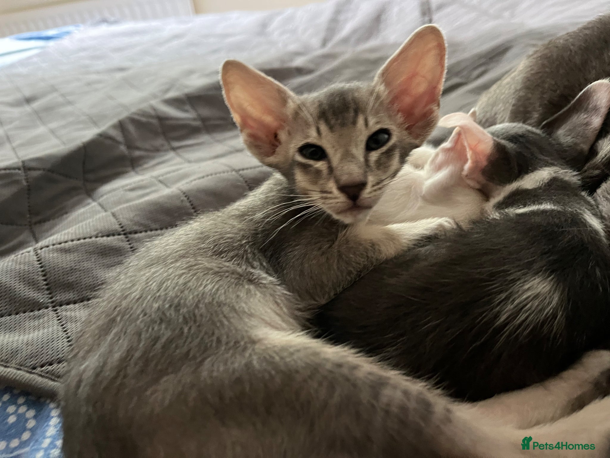 Oriental cats for sale: GCCF registered oriental shorthair kittens  - Advert 5
