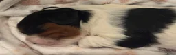 Cavalier King Charles Spaniel dogs for sale: Cavalier King Charls Spaniel in Ellesmere Port - Advert 5