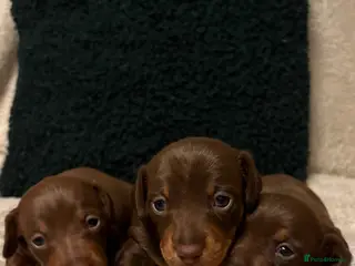 Miniature Dachshund dogs Miniature dachshund puppies - Advert 9
